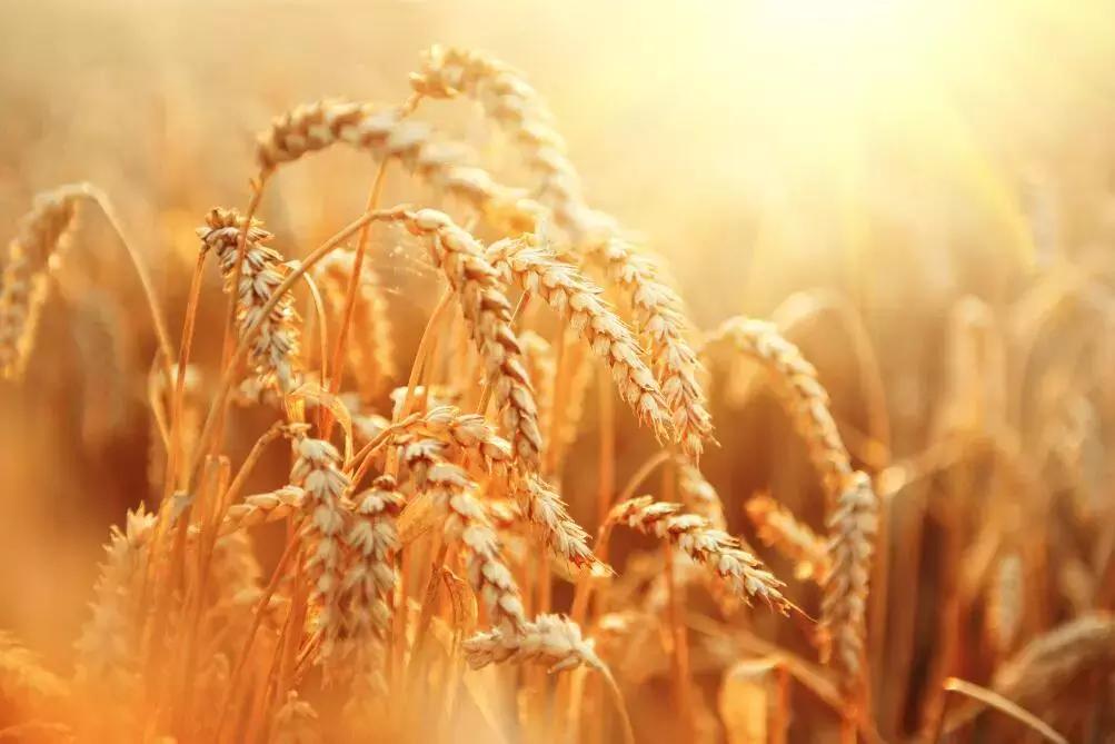 芒种节气什么意思有什么讲究,芒种是指哪个节气