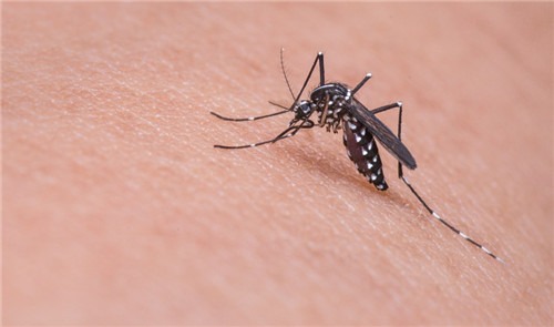 蚊子包越挠越扩散,蚊子包痒怎么快速止痒