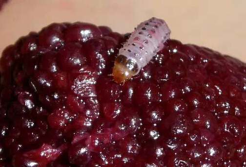 杨梅里面有虫子怎么办,杨梅中有白色虫子