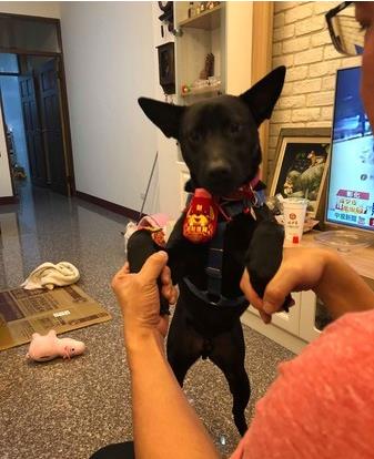 爱是最好的整容方式!狗狗身上长蛆发臭,惹人厌,半年后判若两狗