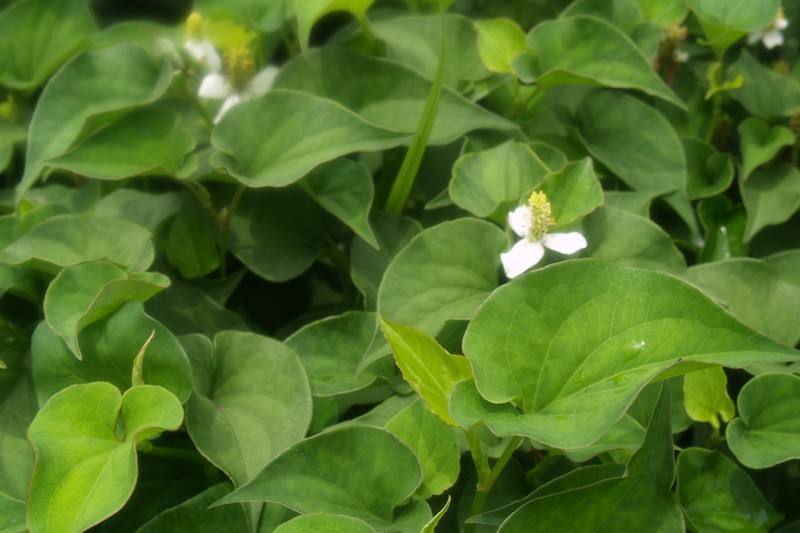 精华素成分表怎么看,bioactives