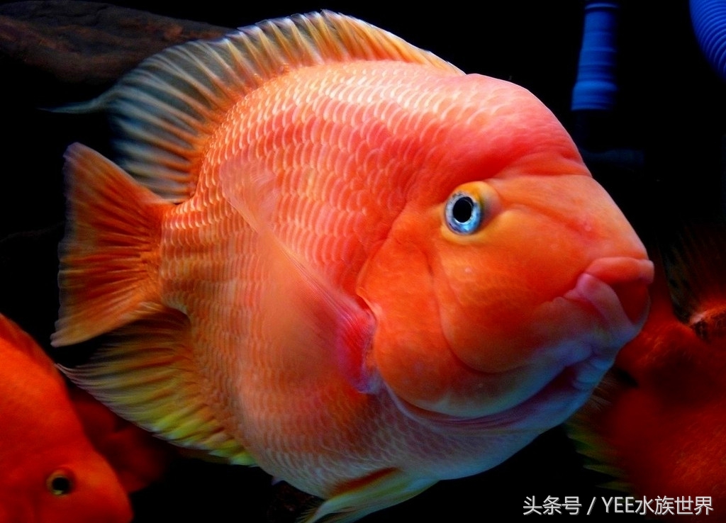 夏天养鱼怎么避免煮鱼,夏天怎么养鱼才不会死