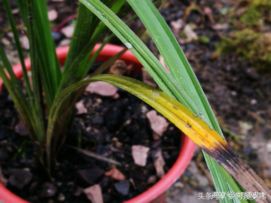 养兰花常见虫害有哪些图片,种植兰花应注意哪些问题视频