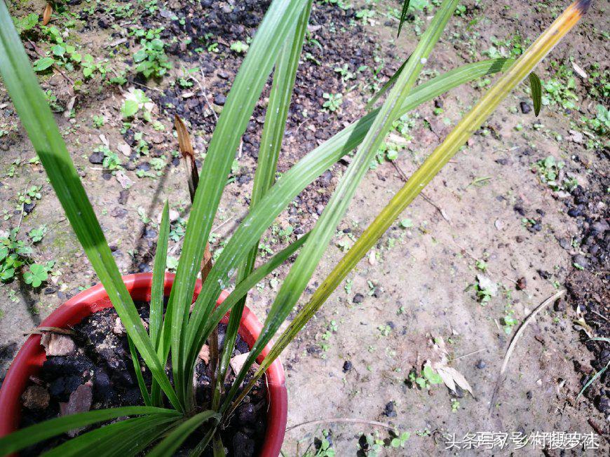 养兰花常见虫害有哪些图片,种植兰花应注意哪些问题视频