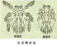 古人回复别来无恙,古人别来无恙怎么回复