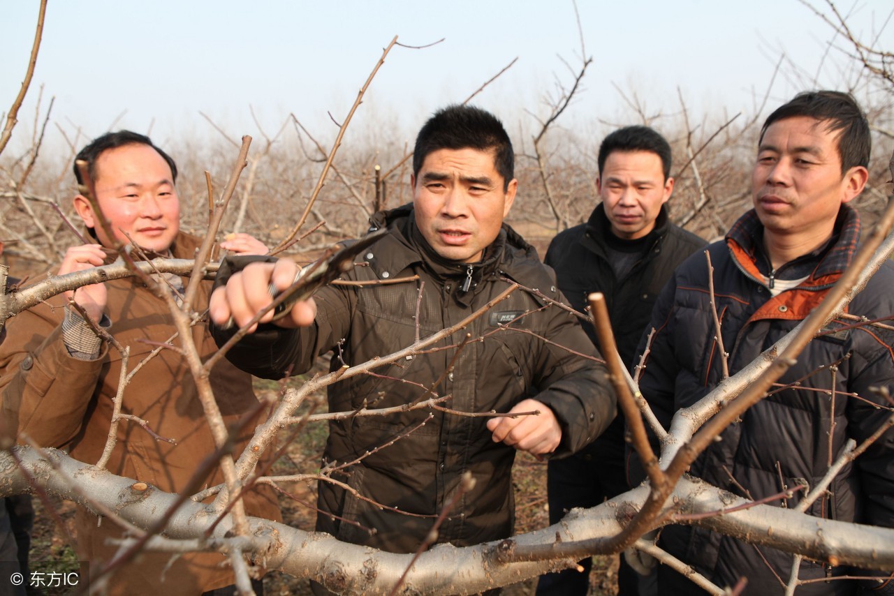 果树一年修整几次,果树一年要环割几次