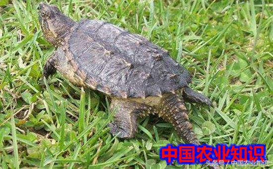 鳄鱼龟怎么样分公母,真正鳄鱼龟和养殖鳄鱼龟怎么分别