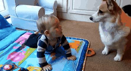 教你被狗咬的自救方法,怎样告诉孩子避免被狗咬