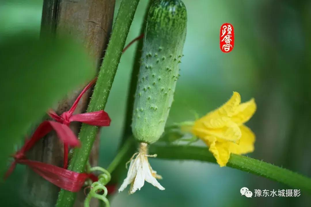 豫东水城摄影——老子故里鹿邑涡河湿地生态植被百科(三)