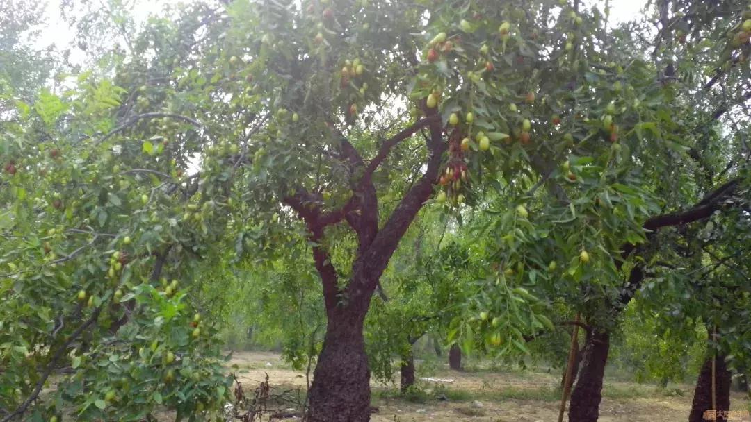 两棵枣树的小说,两颗枣树鲁迅朗读