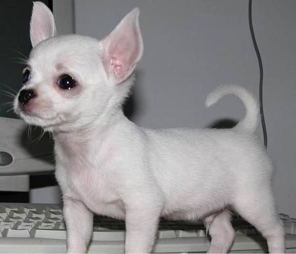 狗狗肚子长了个包,狗狗肚子有个鼓包是什么病