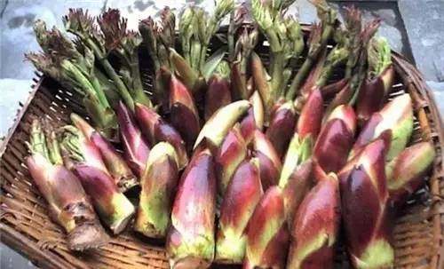 四川山里的各种野菜,四川的野菜根本吃不完你认识几种