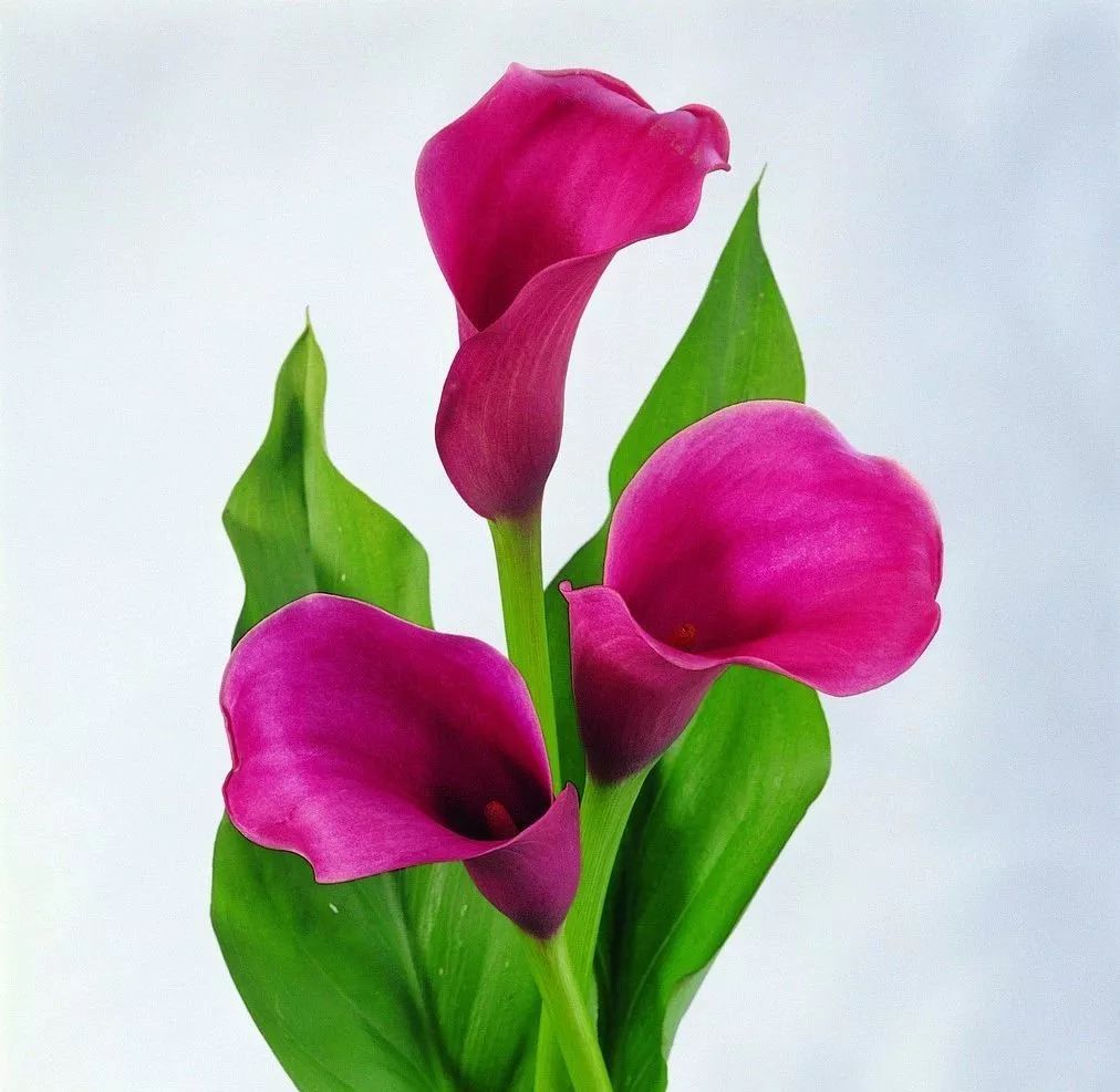 珍稀马蹄莲,如何让马蹄莲一年四季都活着