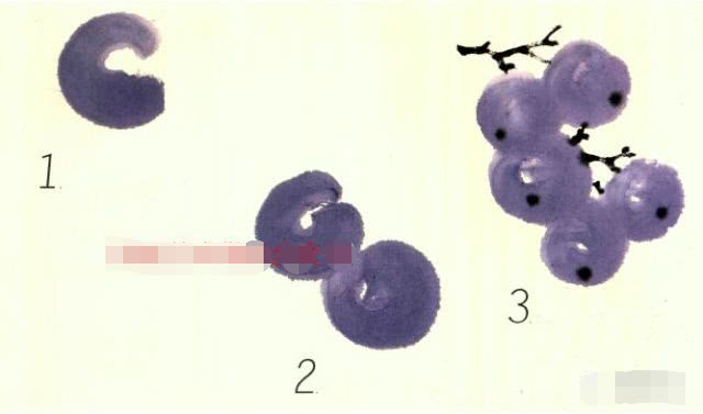 简单国画教程零基础入门植物,国画蔬果茄子与苦瓜的画法