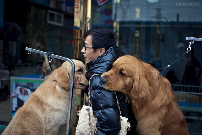 便宜的中型狗狗哪些值得入手,便宜的狗狗哪些值得入手