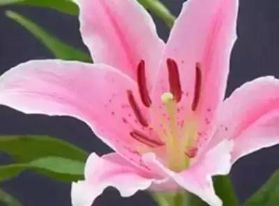 鲜花的100种花语,全部花草的花语