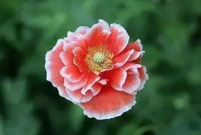 100种的鲜花花语合集,100种花的寓意和花语