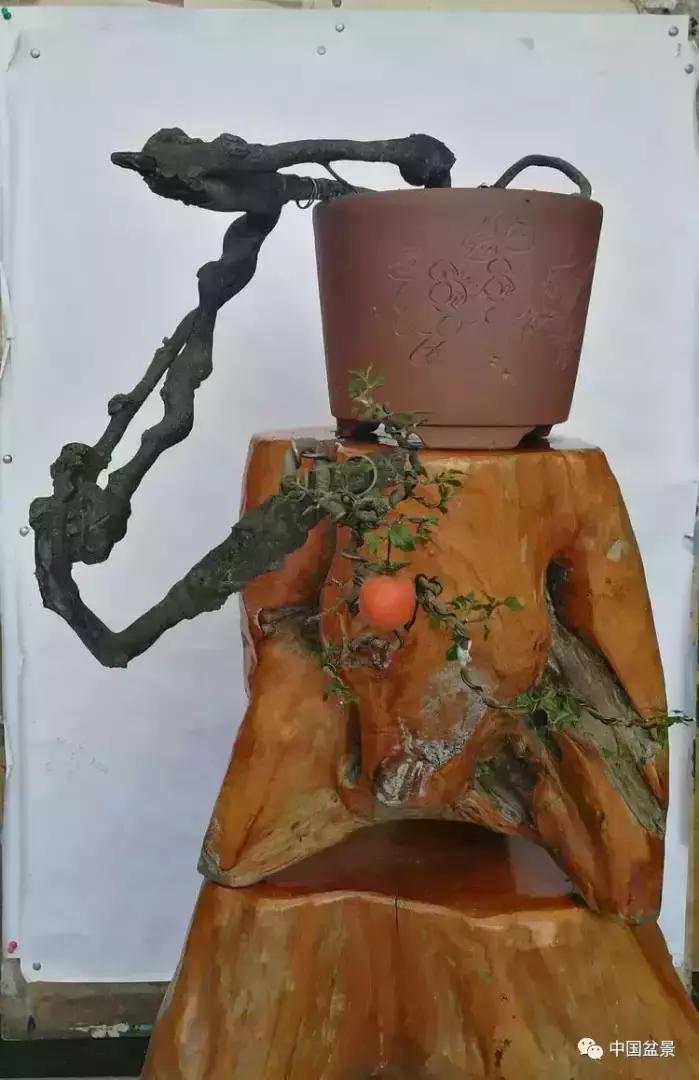 左世新金弹子盆景直播,左世新根艺金弹子