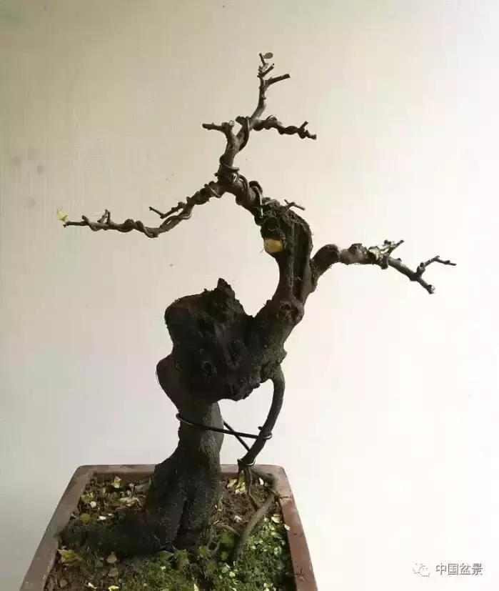 左世新金弹子盆景直播,左世新根艺金弹子