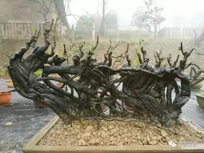 左世新金弹子盆景直播,左世新根艺金弹子