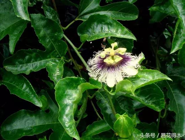 百香果栽培的最佳温度,百香果苗栽培多久能结果