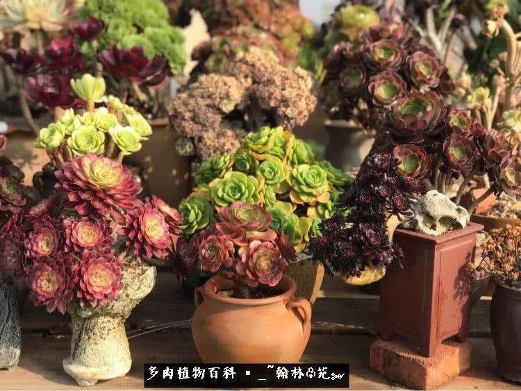 昆明精品多肉花园,昆明最好看的多肉花园