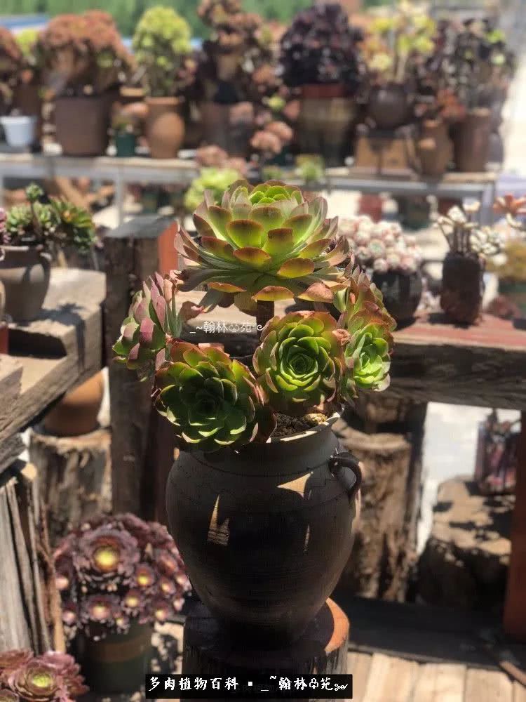 昆明精品多肉花园,昆明最好看的多肉花园