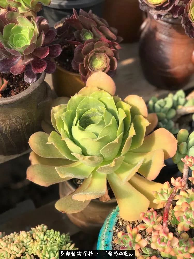 又一场法师视觉盛宴欣赏：翰林苑的昆明多肉花园！