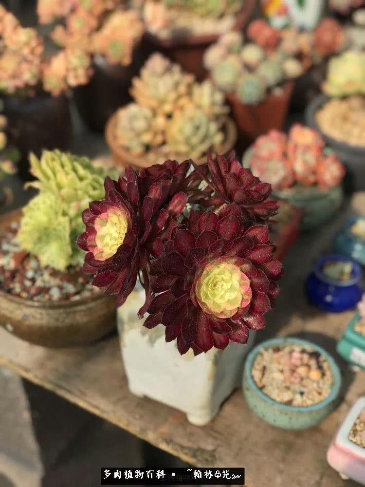 又一场法师视觉盛宴欣赏：翰林苑的昆明多肉花园！