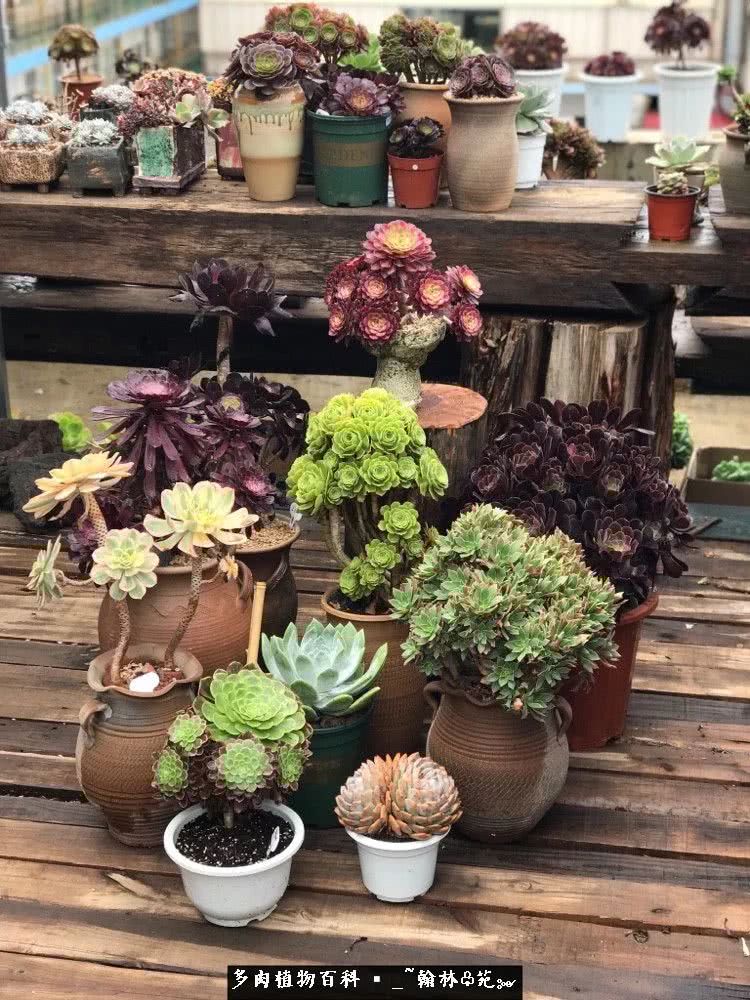 又一场法师视觉盛宴欣赏：翰林苑的昆明多肉花园！