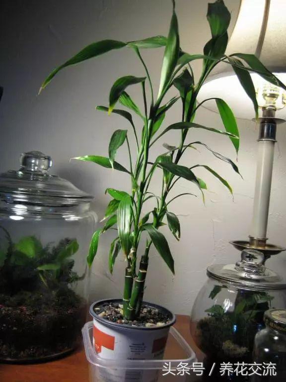 客厅室内净化空气最佳植物,室内净化空气的植物有哪些