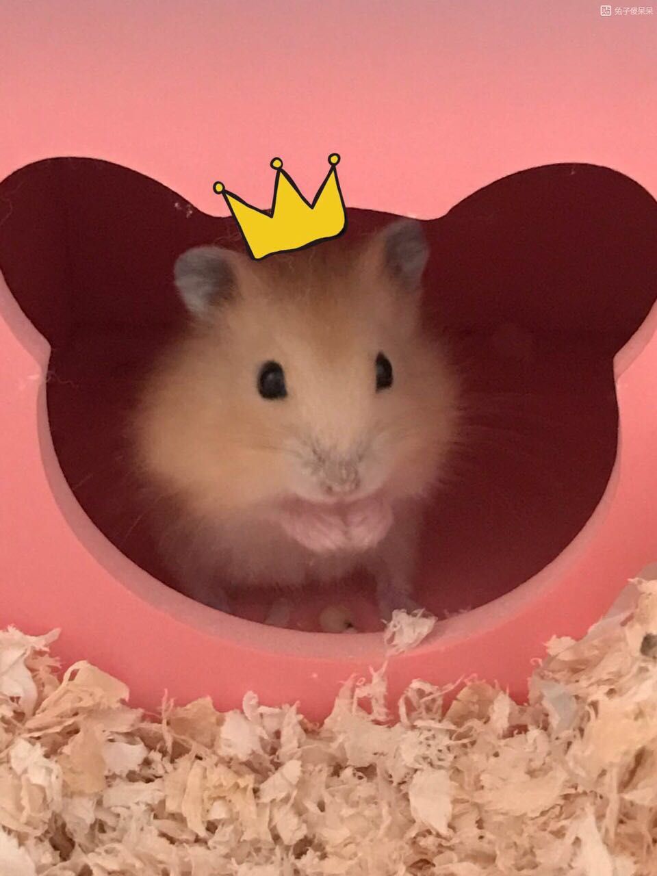 三只仓鼠游戏,三只仓鼠选什么笼子