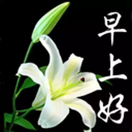 早上好祝你生活美好,早上好祝你新的一年幸福美满