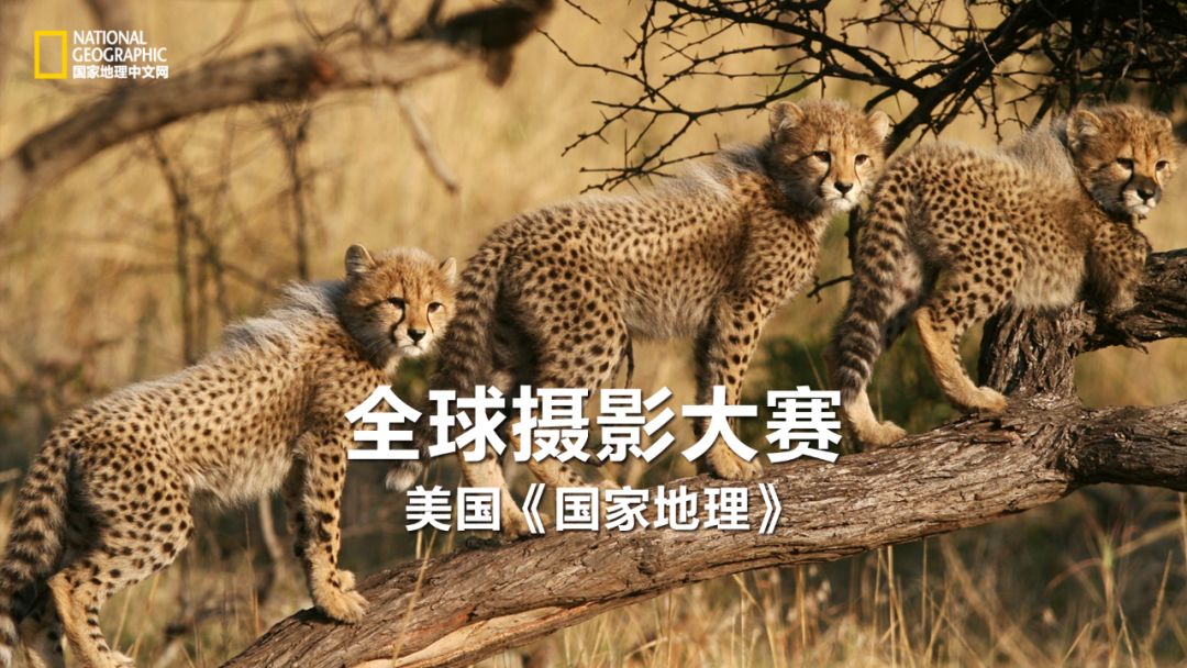 国家地理历史解密,国家地理老虎的复仇