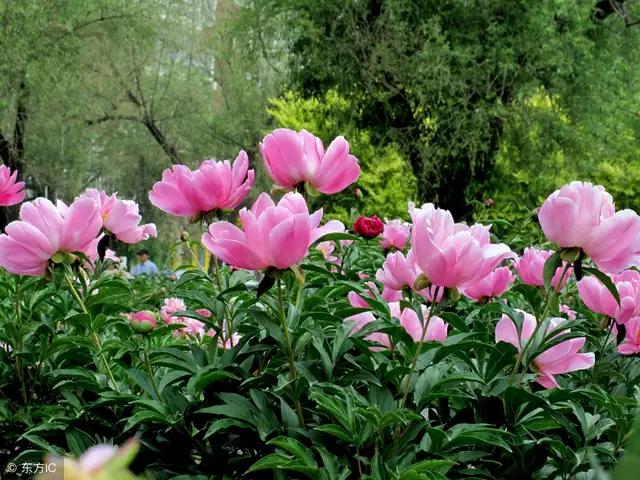 爱一个人放不下的情感,忘不了放不下的心痛