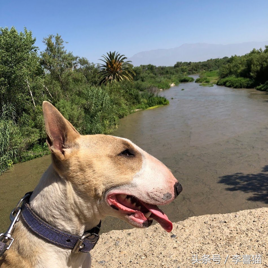 牛头梗的杀伤力有多强,牛头梗的攻击性有多强
