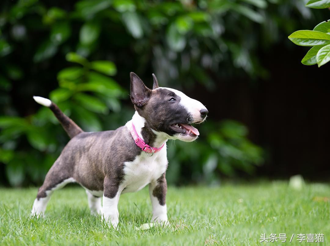 牛头梗的杀伤力有多强,牛头梗的攻击性有多强