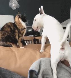 牛头梗的杀伤力有多强,牛头梗的攻击性有多强