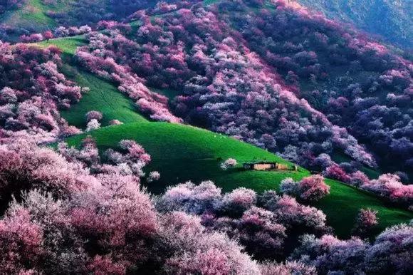 疆内春季风景,疆内美丽旅游景点