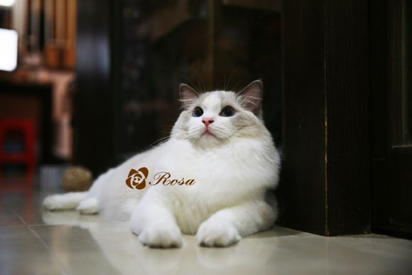 我家猫如何通关,如何正确喂猫冻干