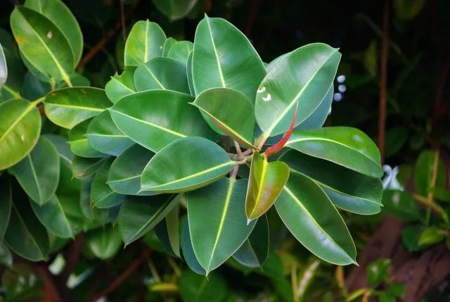 独杆橡皮树造型图片,独杆橡皮树怎么分叉视频