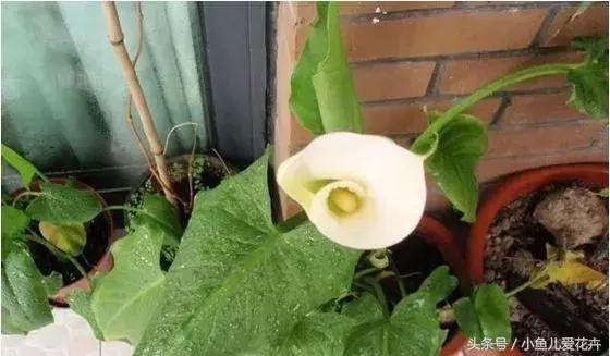 养花浇水知道这14个坑花能活20年,不适合多浇水的8种花