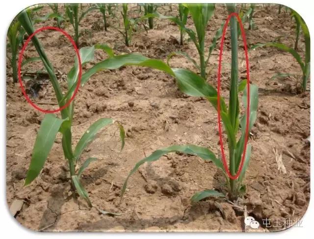 玉米卷叶怎么回事,玉米苗期卷叶怎么补救
