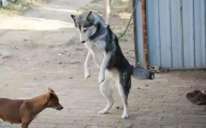 哈士奇被主人绑在家门口，不为了看门，只是防止二哈上天！