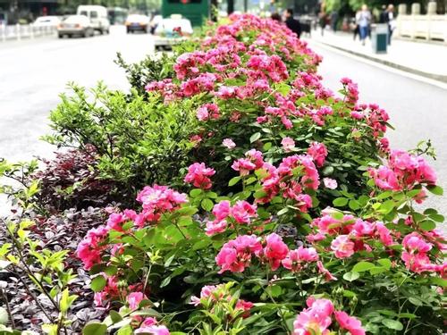 北方爬藤月季最好品种在哪购买,最适合广西种植的爬藤月季品种