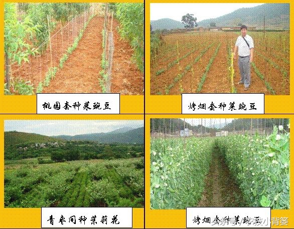 这些作物间作套种，既能减少病虫害发生，又能互相促进增产！