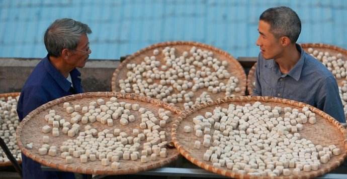 农村开红花像狗尾巴的草，把它制成酒曲卖50元一斤，你认识吗？