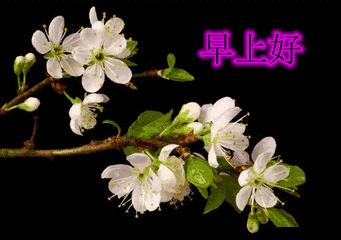 早上好最美的祝福送给你短句子,早上好的温馨祝福送给你