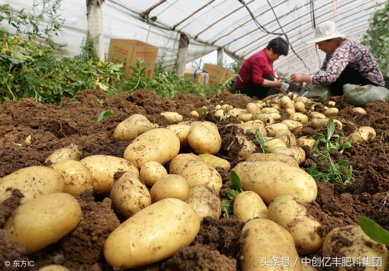 马铃薯叶子发黄怎么办,马铃薯幼苗叶片黑了