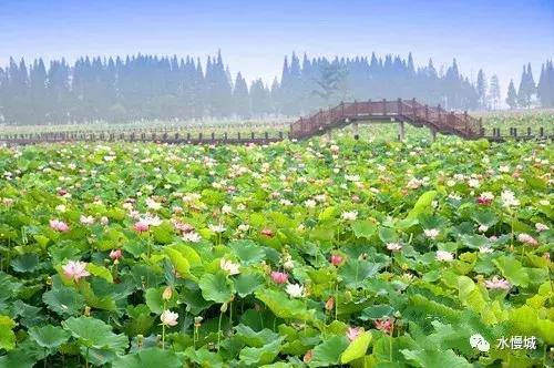 荷你有约金湖音乐节,荷你有约开学典礼